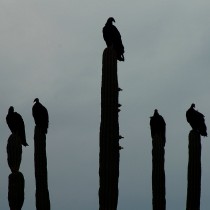 Falconi e avvoltoi
