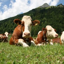 Urge dimezzare il consumo di carne: Unep invita a diventare “demitarian”