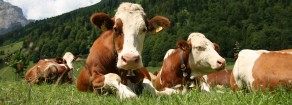 Urge dimezzare il consumo di carne: Unep invita a diventare “demitarian”