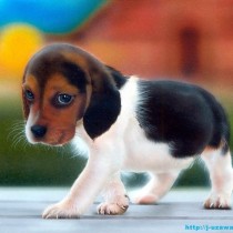 Animali: “Liberate i beagle destinati alla vivisezione”, una nuova Green Hill a Verona