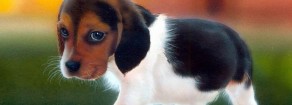 Animali: “Liberate i beagle destinati alla vivisezione”, una nuova Green Hill a Verona