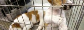 Stop agli esperimenti sugli animali