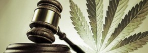Sono 9.500 i detenuti per solo possesso e spaccio di cannabinoidi