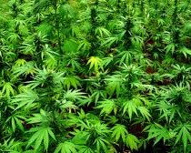 Cannabis terapeutica, Acerbo: vittoria del buonsenso. Ora che pure Giovanardi l’ha capita il governo si dia una mossa