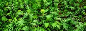 Cannabis terapeutica, Acerbo: vittoria del buonsenso. Ora che pure Giovanardi l’ha capita il governo si dia una mossa