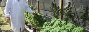 Cannabis terapeutica: assurdo chiudere CraCin Rovigo