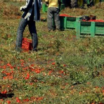 Caporalato, Ferrero: “Dal governo Renzi licenza di caporalato. Governo complice degli assassini sul lavoro”