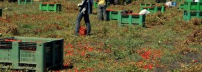Caporalato, Ferrero: “Dal governo Renzi licenza di caporalato. Governo complice degli assassini sul lavoro”