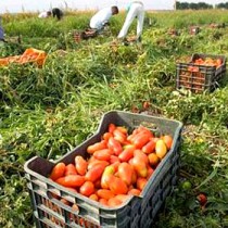 Stragi di caporalato e di lavoro nero