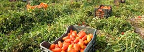 Stragi di caporalato e di lavoro nero