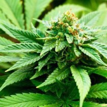 Cannabis, Acerbo: «Bravo Sala, viva la sincerità! Legalizzare subito!»