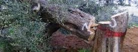 Xylella, Forenza: «Ora si faccia piena luce su questo vergognoso scandalo: avevano ragioni i comitati e le associazioni ambientaliste!»