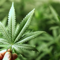 Acerbo (PRC-UP): Governo tedesco legalizza cannabis, esempio da seguire
