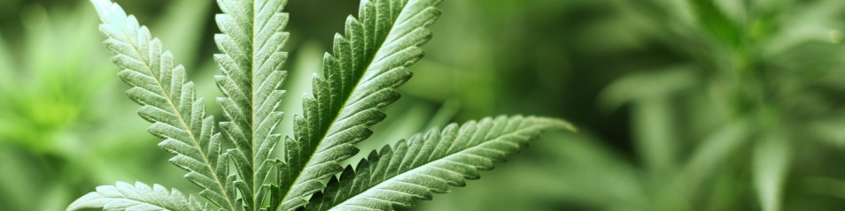 Acerbo (PRC-UP): Governo tedesco legalizza cannabis, esempio da seguire