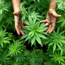 Cannabis: legalizzazione senza se e senza ma