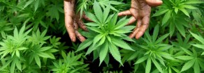 Cannabis: legalizzazione senza se e senza ma