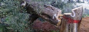 Xylella, Forenza (Altra Europa -GUE): «Nuovo ddl Regione punti su ricerca, buone pratiche, sostegno agli agricoltori»