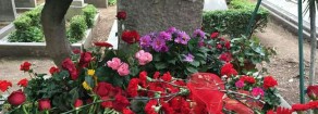 Porta un fiore rosso sulla tomba di Gramsci