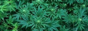 Cannabis, a Piacenza iniziativa talmente oscurantista da essere stupefacente!
