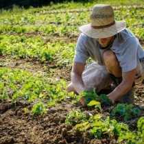 Un insulto a chi vive coltivando la terra