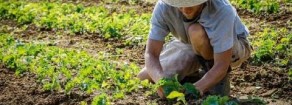 Un insulto a chi vive coltivando la terra