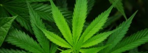 Cannabis, Acerbo: “Salvini con le narcomafie, Pd e M5S votino legalizzazione”