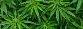 Droghe, Ferrero: Unica strada è liberalizzazione droghe leggere e legalizzazione di quelle pesanti
