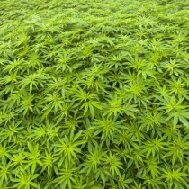 Cannabis terapeutica: intervista a Maurizio Acerbo dopo sequestro piante di Rita Bernardini