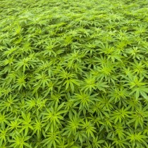 Cannabis terapeutica: intervista a Maurizio Acerbo dopo sequestro piante di Rita Bernardini