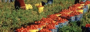 Vogliamo prodotti a “sfruttamento zero” non solo a “km zero”