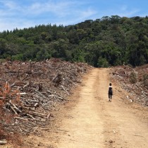 Rifondazione: Cingolani e la transizione ecologica targata Confindustria