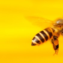 Rifondazione: domani la marcia Stop Pesticidi, firmiamo petizione europea Salviamo le api