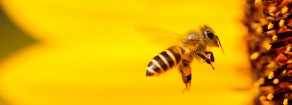 Rifondazione: domani la marcia Stop Pesticidi, firmiamo petizione europea Salviamo le api