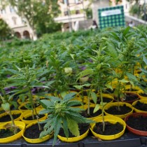 RIFONDAZIONE COMUNISTA: REFERENDUM CANNABIS, GIUSTA RISPOSTA A IGNAVIA DI PARLAMENTO E GOVERNI