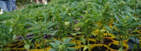 ACERBO (PRC-SE): CANNABIS, UN RISULTATO STORICO
