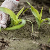 RIFONDAZIONE: CON GREENPEACE CONTRO IMPORTAZIONE SOIA OGM
