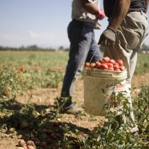 Rifondazione: si cercano le braccia immigrate con i decreti flussi e non si regolarizzano coloro che già ci sono. Il governo dei peggiori