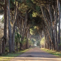 Una base militare nel parco di San Rossore con i soldi del PNRR, PD e LEGA complici e responsabili dello scempio