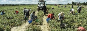 Dieci anni fa la straordinaria lotta dei braccianti marocchini di Castelnuovo Scrivia