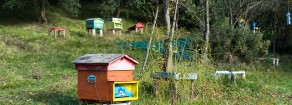Diritto al cibo e no ogm, cosa vuol dire davvero sovranità alimentare