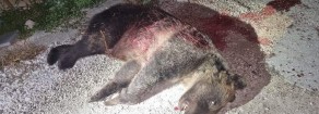 Orsa uccisa, Acerbo (Prc-UP): Da abruzzese sono amareggiato ma non basta prendersela con chi spara