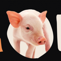 PTD: ADERIAMO A CAMPAGNA ANIMALISTA EUROPEA, IN ITALIA OPERAZIONE INDECENTE DELLA LAV