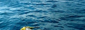 Un capro espiatorio non ci salverà