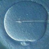 Rifondazione Ccomunista