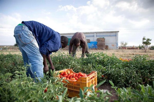 migranti braccianti